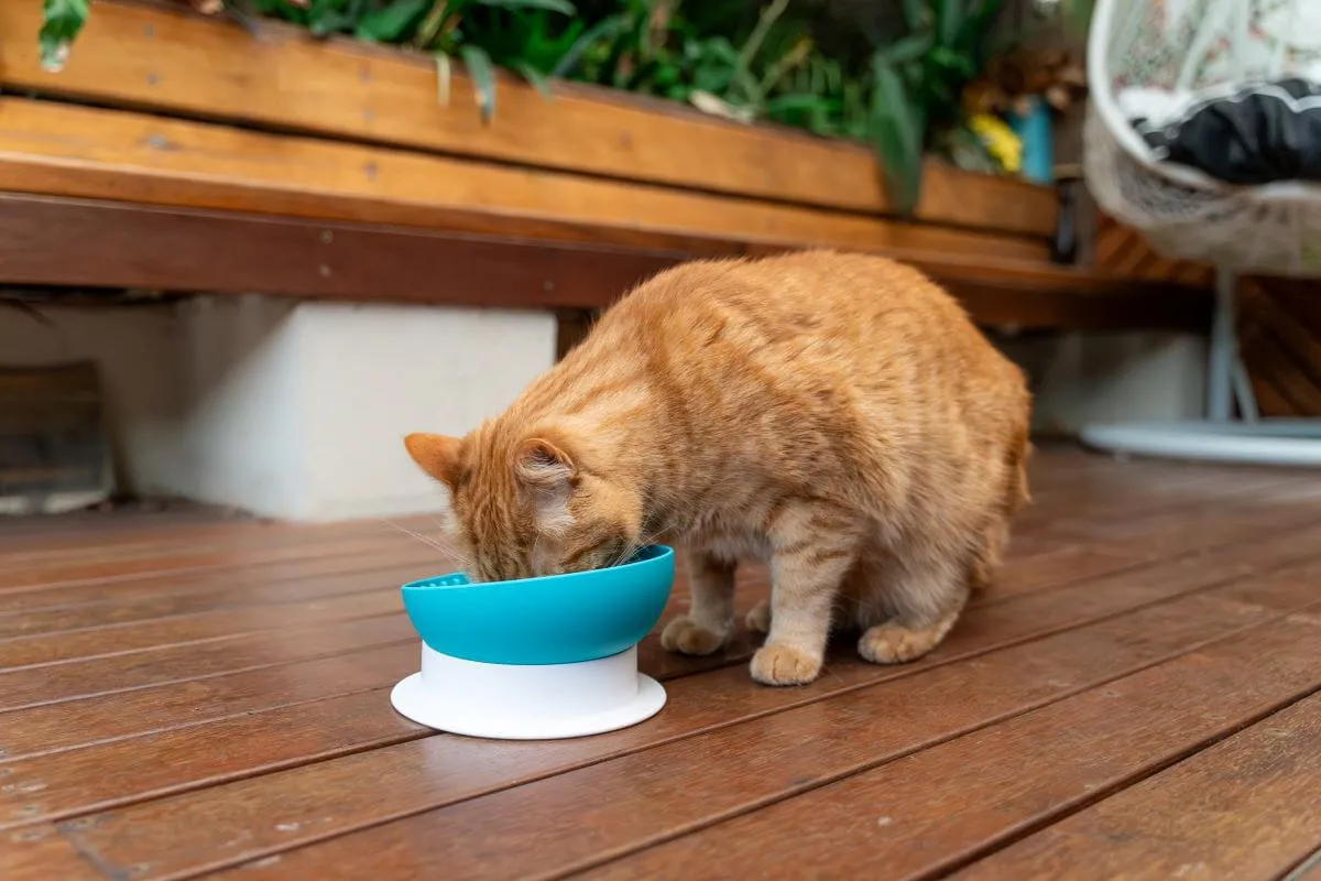 Go-Slow Bowl