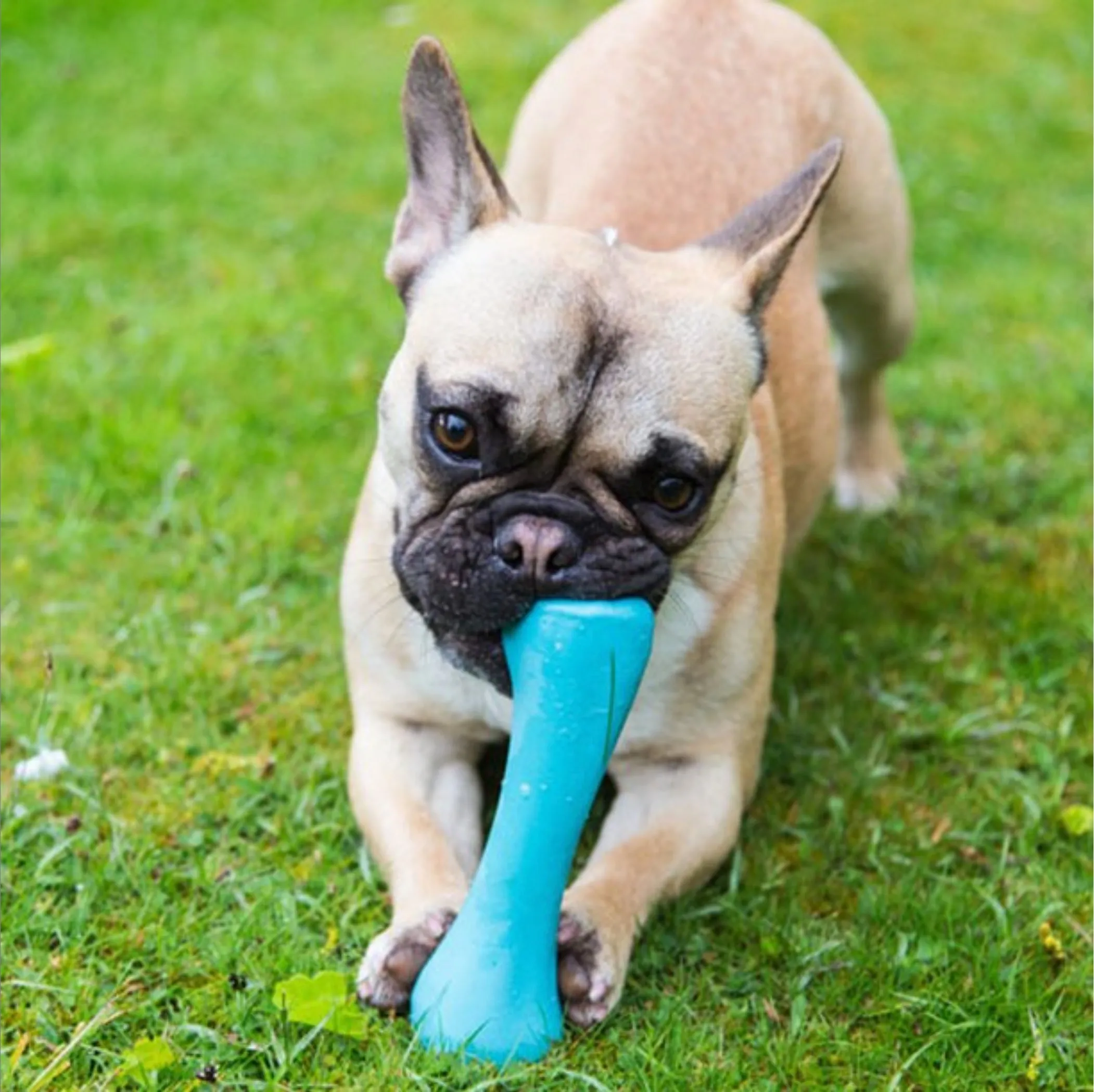 Natural Rubber Bone Dog Toy, Green