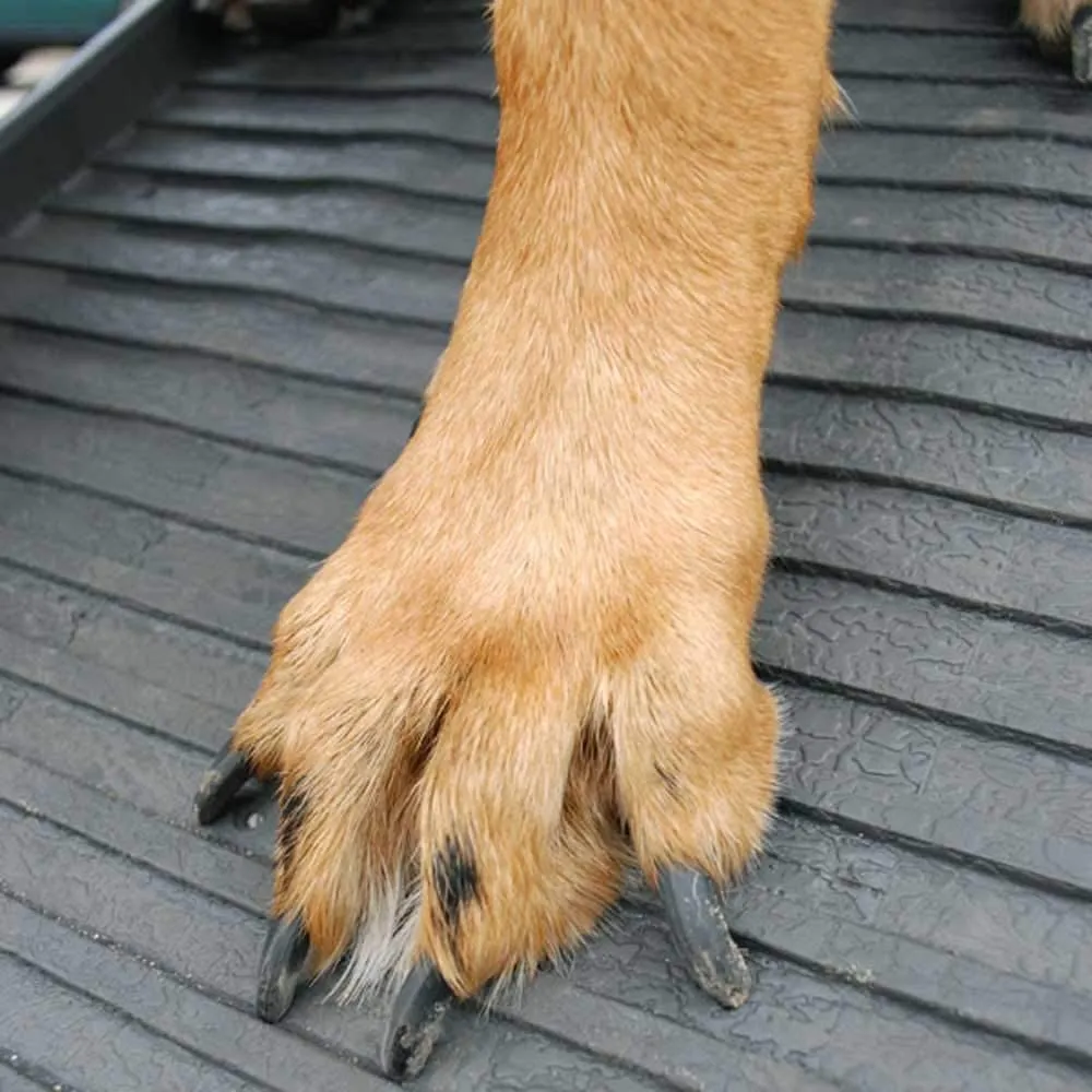 Portable Folding Dog Ramp - Holds up to 500 Pounds - PetStep Folding Dog Ramp